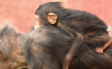 Schimpanse (9).jpg